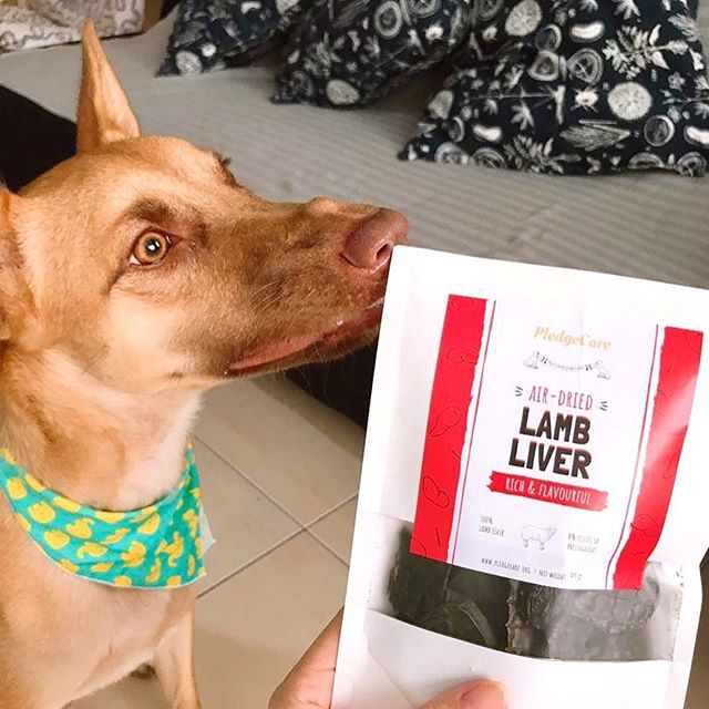 A dog sniffing a bag of PlegeCare's air dried lamb liver
